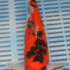 12" Hand Selected Koi Carp Sanke (14JR46)