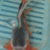 7-8'' Hand Selected Butterfly Koi Carp (LR102)