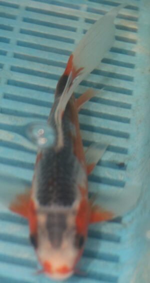 7-8'' Hand Selected Butterfly Koi Carp (LR102)