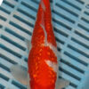 8-9'' Hand Selected Koi Carp (LR242)