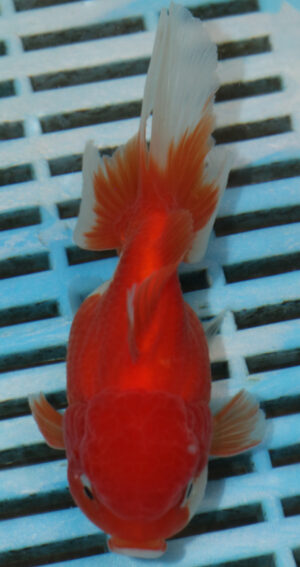 High Quality Oranda 11-13cm (BL156)
