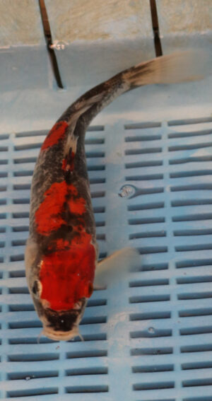 10" Hand Selected Koi Carp Goshiki (10C62) 