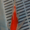7-8'' Hand Selected Butterfly Koi Carp (LR302) 