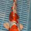 11" Hand Selected Koi Carp Yamatonishiki (11C3)