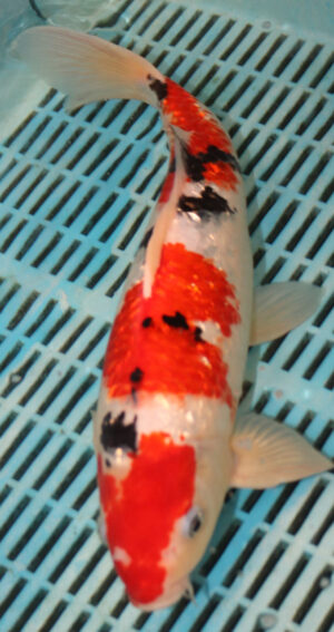 15'' Hand Selected Koi Carp Gin Rin Sanke (16JR03)     