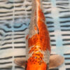 13" Hand Selected Koi Carp Kujaku (11A30)