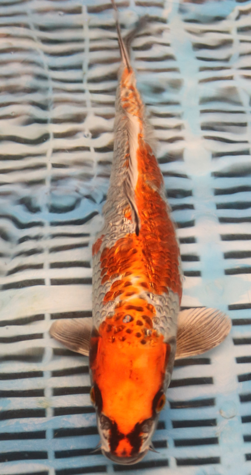 13" Hand Selected Koi Carp Kujaku (11A30)
