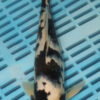 10-12" Hand Selected Koi Carp Bekko (10C114)