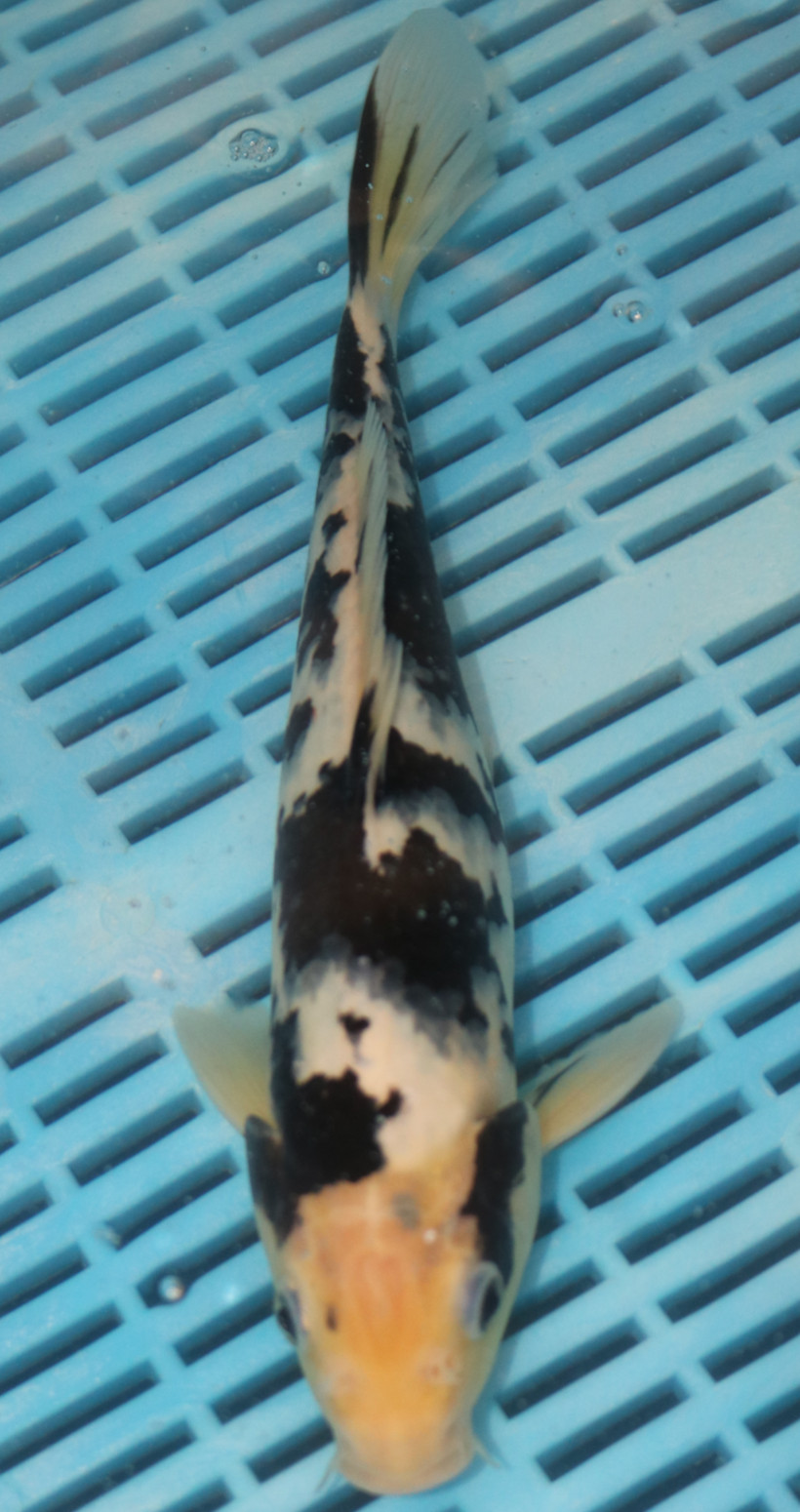 10-12" Hand Selected Koi Carp Bekko (10C114)