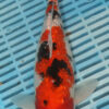 11" Hand Selected Koi Carp Gin Rin Sanke (14JR49)