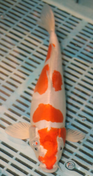 14'' Hand Selected Koi Carp Kikusui (16JR32)   