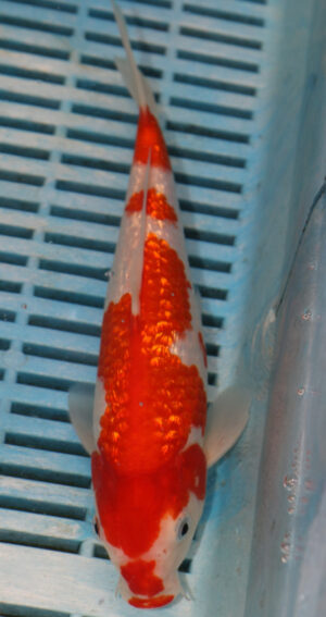 8-9'' Hand Selected Koi Carp (LR245)