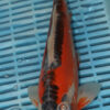 12" Hand Selected Koi Carp Shusui (10C89)