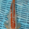 10-12" Hand Selected Koi Carp Doitsu Ochiba (10C116)