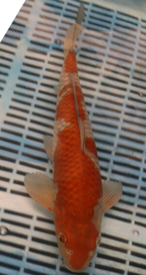 13" Hand Selected Koi Carp Ochiba (11A33)