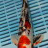 11" Hand Selected Koi Carp Yamatonishiki (10C90)