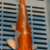 8-9'' Hand Selected Koi Carp (LR247)