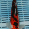11" Hand Selected Koi Carp Doitsu Sanke (10C91)