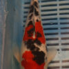 10" Hand Selected Koi Carp Sanke (14JR52)