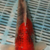14'' Hand Selected Koi Carp Goshiki (16JR35)  