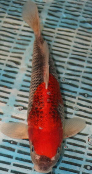 14'' Hand Selected Koi Carp Goshiki (16JR35)  