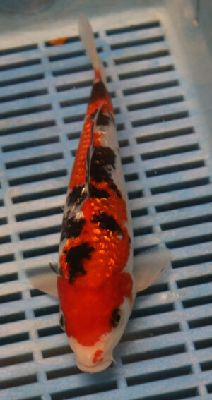 8-9'' Hand Selected Koi Carp (LR248)