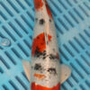 10-12" Hand Selected Koi Carp Yamatonishiki (10C118)