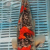 15'' Hand Selected Koi Carp Goshiki (11B11)    