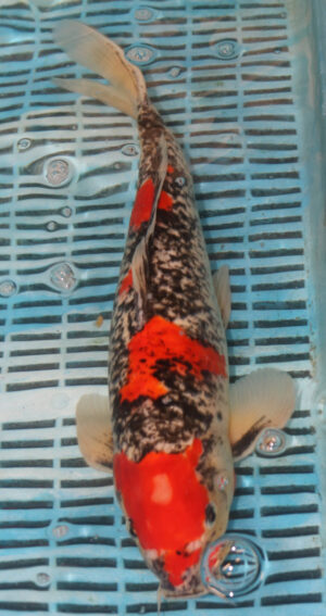 15'' Hand Selected Koi Carp Goshiki (11B11)    
