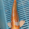 10-12" Hand Selected Koi Carp Doitsu Hariwake (10C93)