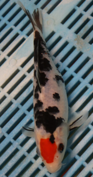 8-9'' Hand Selected Koi Carp (LR250)