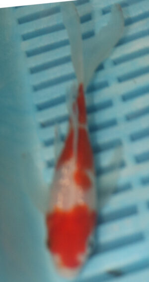 4-5'' Hand Selected Butterfly Koi Carp (LR111)