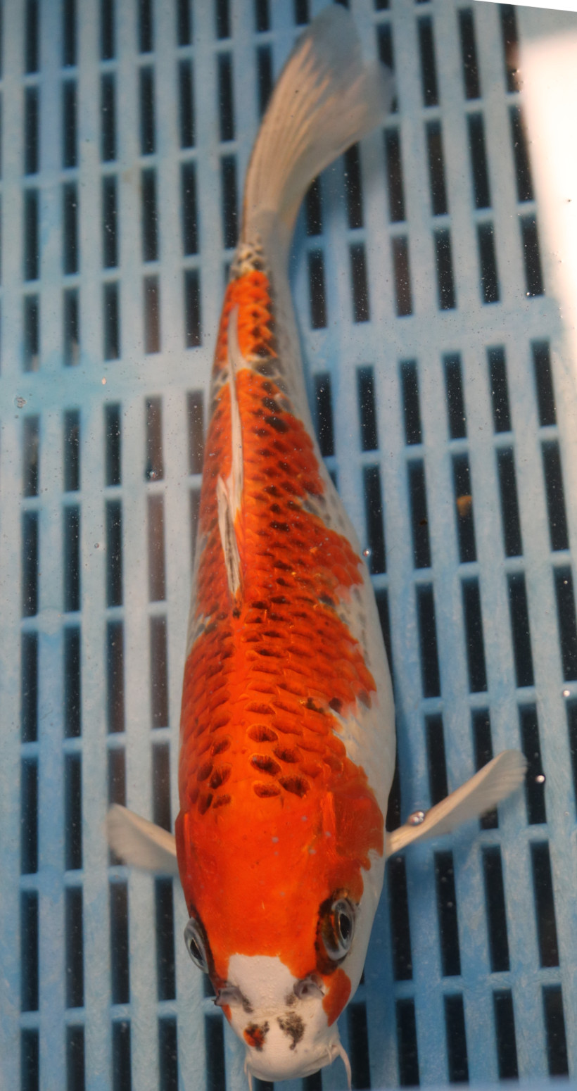 11.5" Hand Selected Koi Carp Kujaku (14JR56)