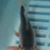 4-5'' Hand Selected Butterfly Koi Carp (LR112)