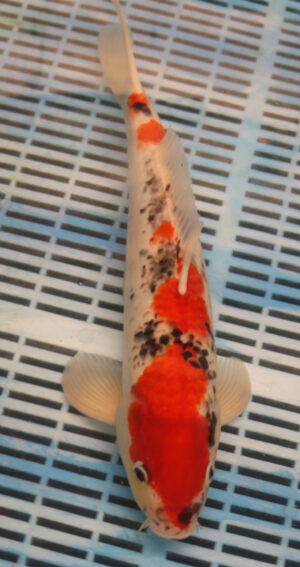 14-16" Hand Selected Koi Carp Goshki (11A39)