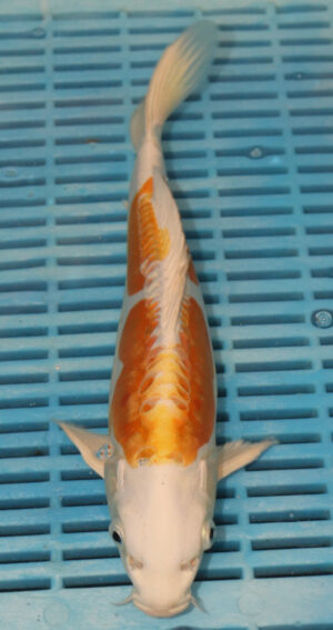 11" Hand Selected Koi Carp Doitsu Hariwake (10C95)