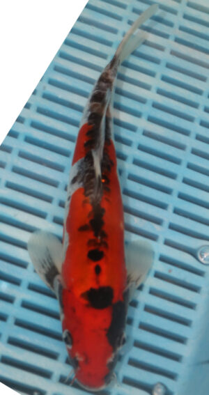 10-12" Hand Selected Koi Carp Beni Kumonryu (10C122)