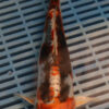 11.5" Hand Selected Koi Carp Kikokuryu (14JR57)