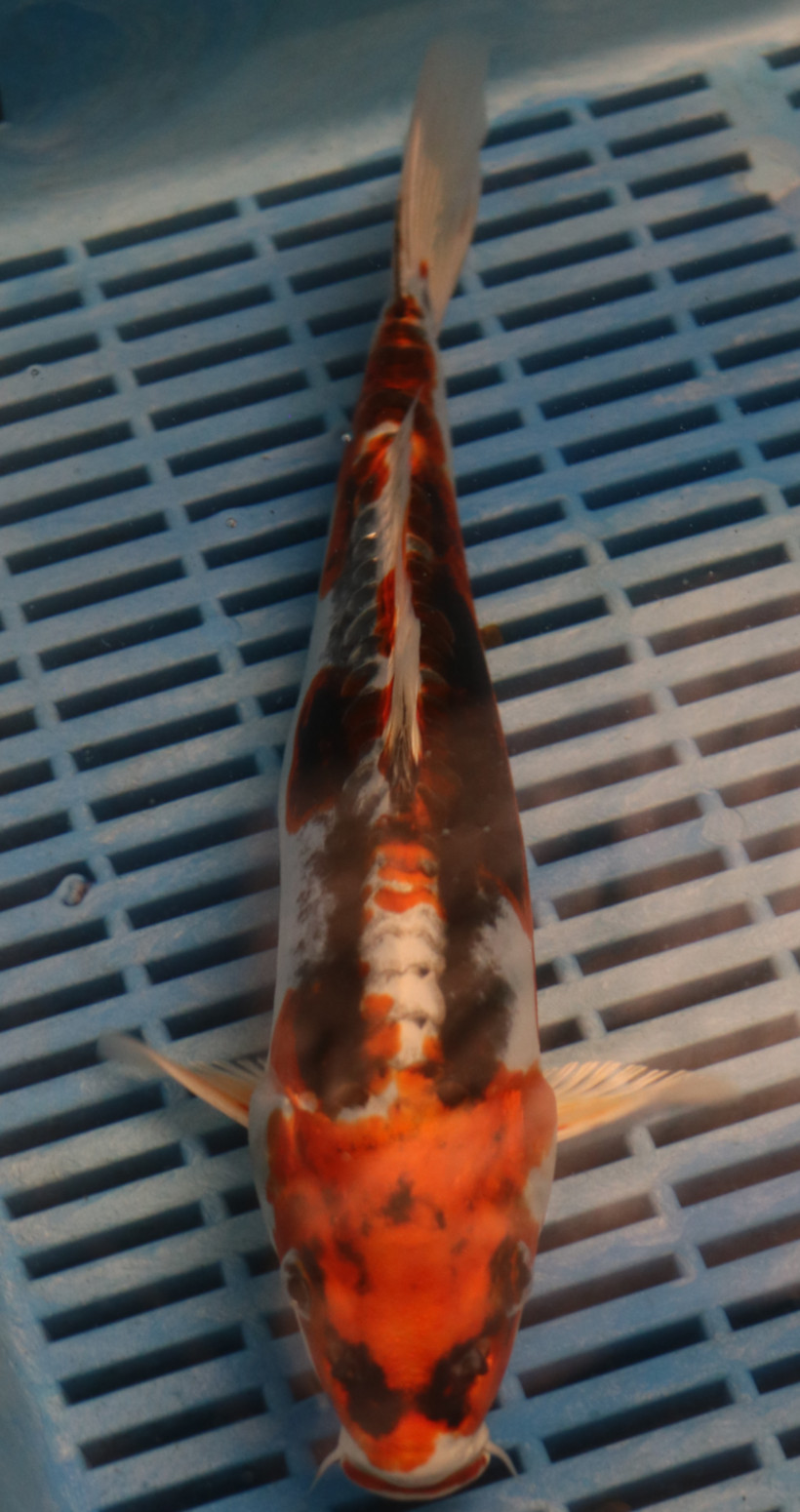11.5" Hand Selected Koi Carp Kikokuryu (14JR57)