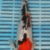 10" Hand Selected Koi Carp Gin Rin Sanke (14JR22)