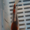 5-6'' Hand Selected Butterfly Koi Carp (LR283)