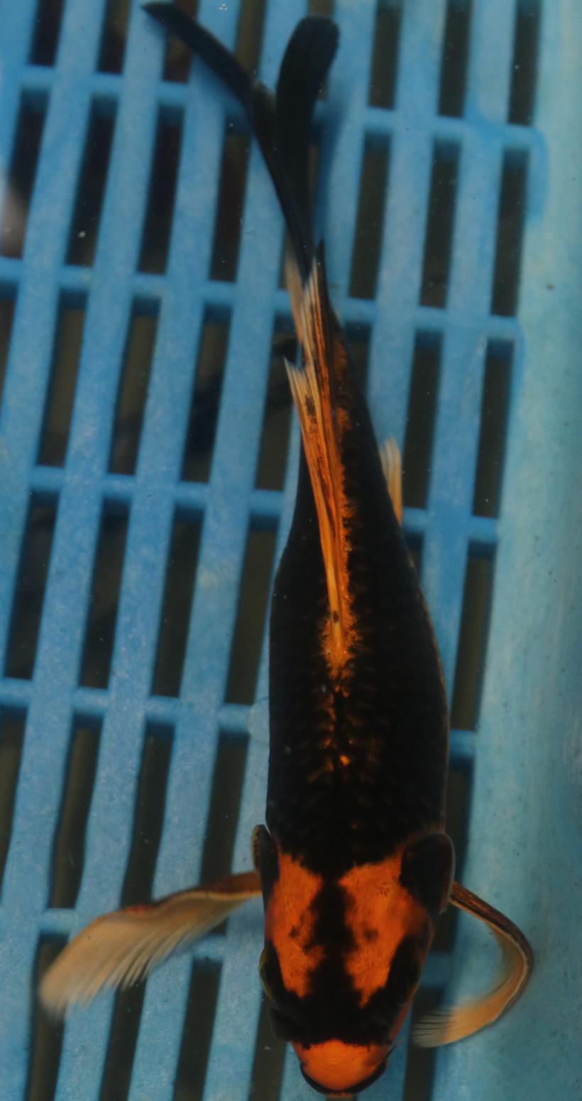 7-8'' Hand Selected Butterfly Koi Carp (LR303)