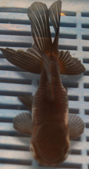 High Quality Oranda 11-13cm (BL267)