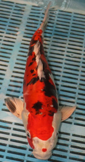 14'' Hand Selected Koi Carp Yamatonishiki (16JR04)     