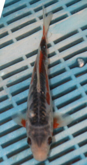 7-8'' Hand Selected Koi Carp (LR153)