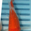 4-5'' Hand Selected Butterfly Koi Carp (LR114)