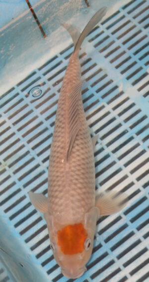 13" Hand Selected Koi Carp Ochiba (11A41)