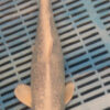 12" Hand Selected Koi Carp Gin Rin Ogon (11A42)