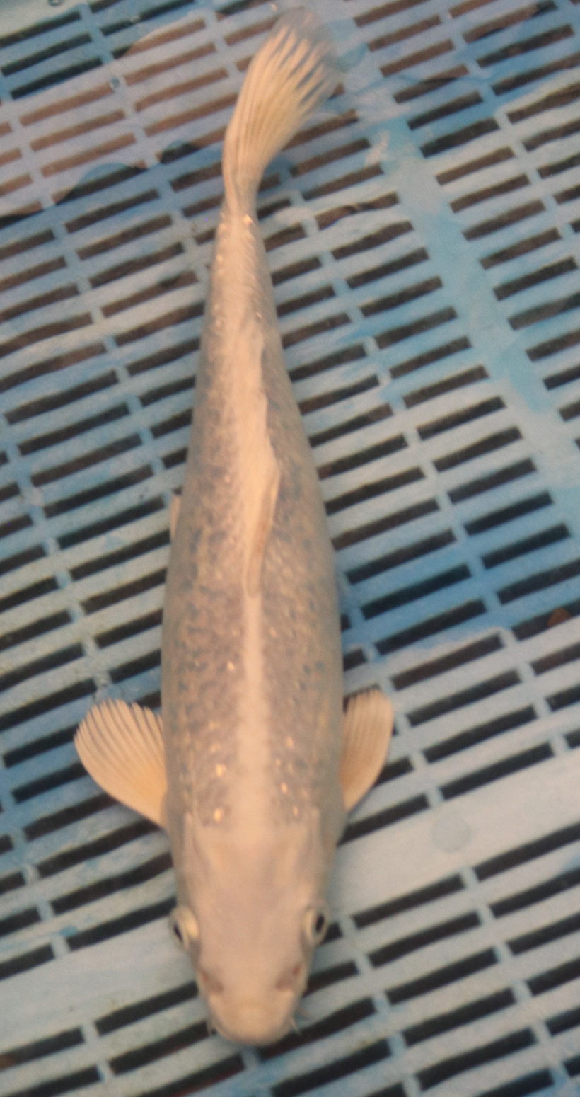 12" Hand Selected Koi Carp Gin Rin Ogon (11A42)
