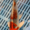 10" Hand Selected Koi Carp Kujaku (14JR59)